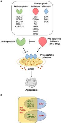 Targeting the Bcl-2 Family in B Cell Lymphoma